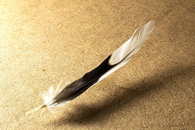 feather