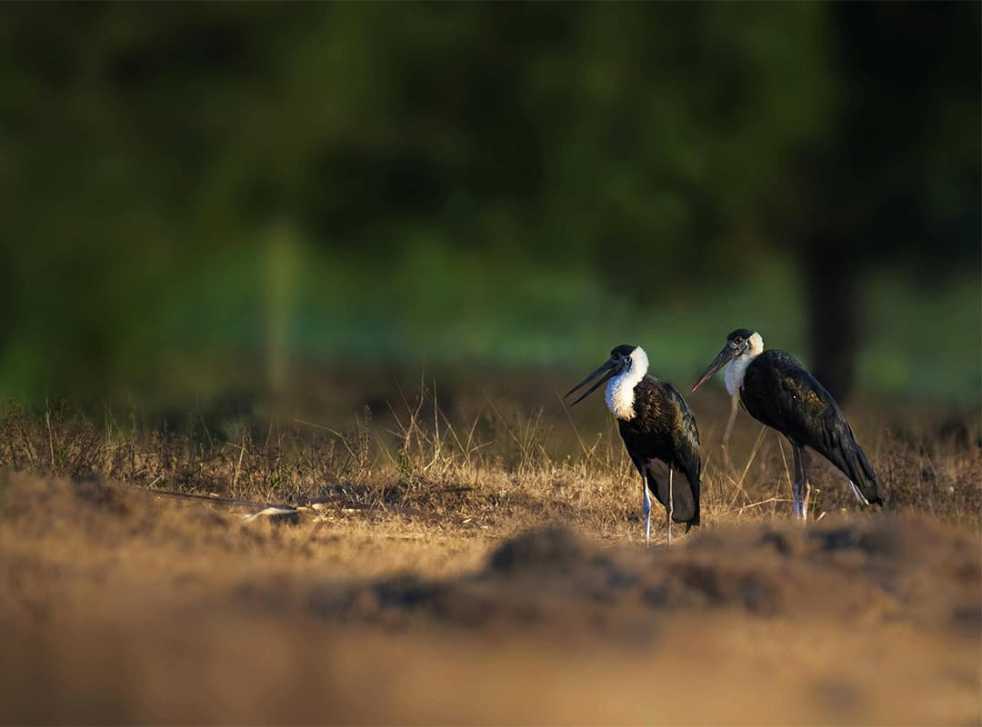 Cigüeñas de Botswana