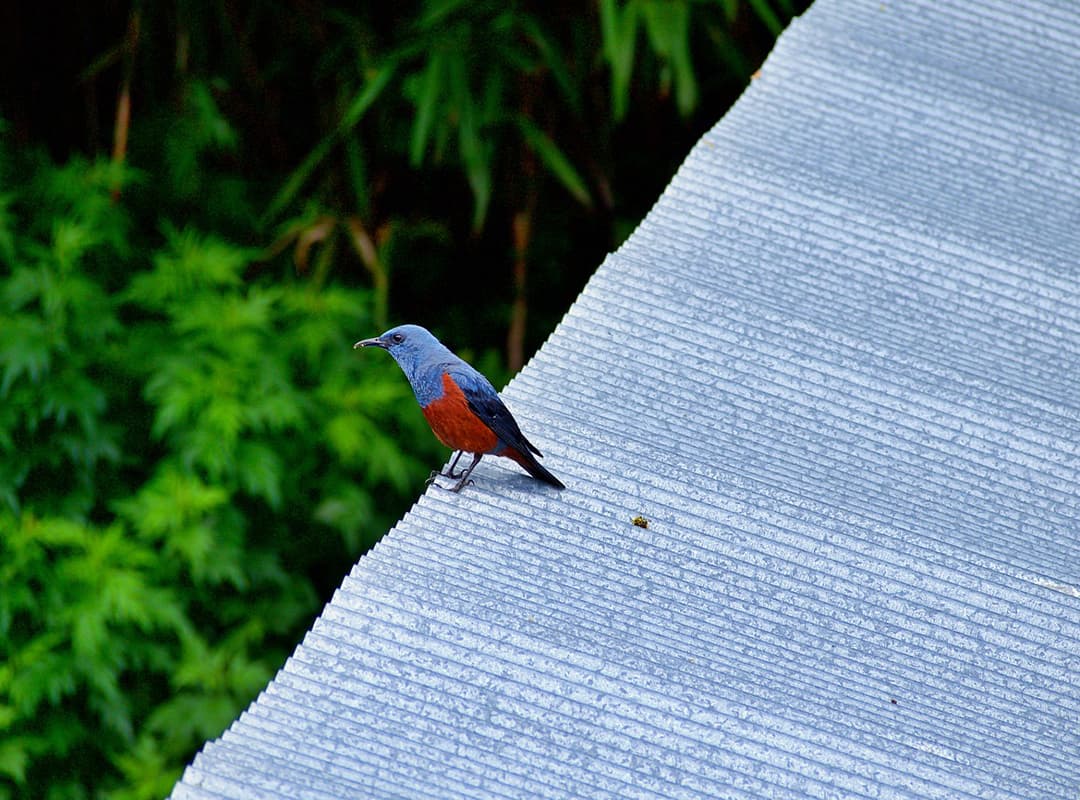 Roquero solitario